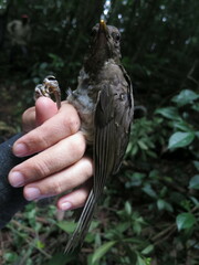 Turdus olivaceofuscus