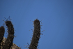 Loxanthocereus acanthurus