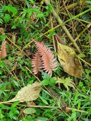 Blechnum occidentale