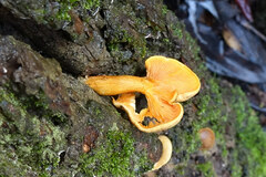 Phyllotopsis nidulans