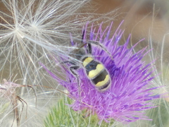 Dielis pilipes