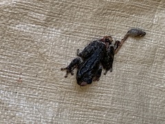 Hyla versicolor