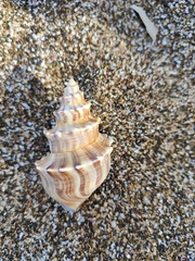 Struthiolaria papulosa
