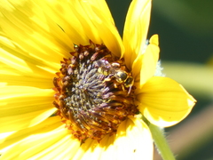 Nomada