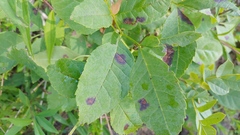 Mycosphaerella fraxinicola