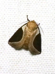 Prolimacodes badia