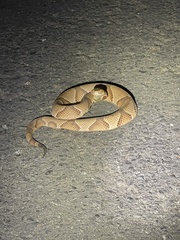 Agkistrodon contortrix