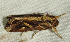 Spodoptera dolichos