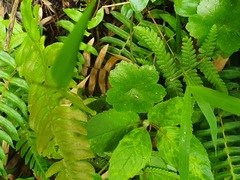 Deparia petersenii