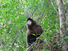 Sapajus nigritus