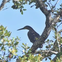 Tigrisoma mexicanum