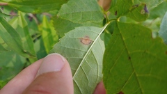 Mycosphaerella fraxinicola