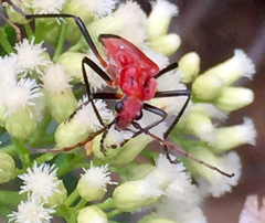 Chauliognathus lecontei