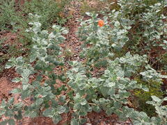 Sphaeralcea parvifolia