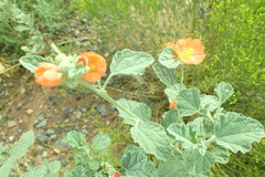 Sphaeralcea parvifolia