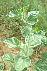 Sphaeralcea parvifolia