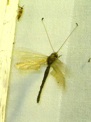 Ululodes macleayanus