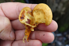 Phyllotopsis nidulans