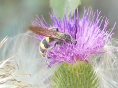 Dielis pilipes