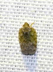 Flatoidinus punctatus