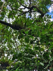 Niphidium crassifolium