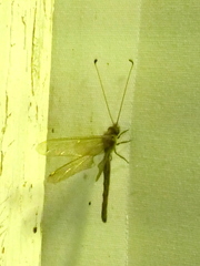 Ululodes quadripunctatus