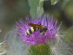 Dielis pilipes