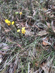 Diuris