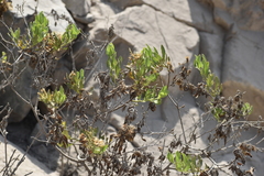 Trixis cacalioides