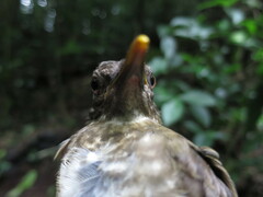 Turdus olivaceofuscus