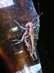 Melanoplus ponderosus