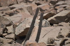 Loxanthocereus acanthurus