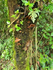 Auricularia fuscosuccinea