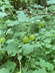 Ribes cynosbati