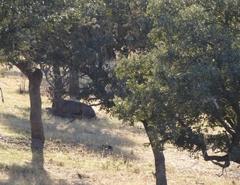 Cervus elaphus elaphus