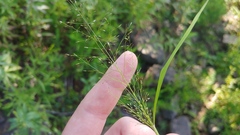 Eragrostis capillaris
