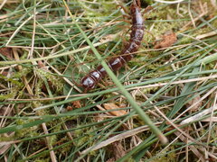 Lithobius forficatus