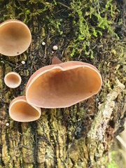 Auricularia fuscosuccinea