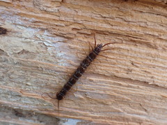 Lithobius forficatus