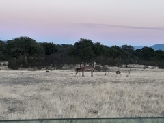 Cervus elaphus elaphus