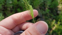 Eragrostis capillaris