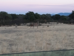 Cervus elaphus elaphus