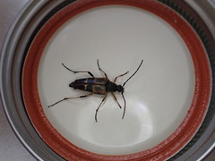 Etorofus obliteratus