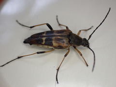 Etorofus obliteratus