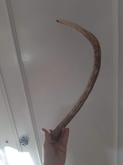 Cervus elaphus elaphus