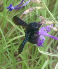Xylocopa californica arizonensis