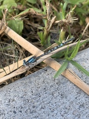 Argia alberta