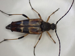 Etorofus obliteratus