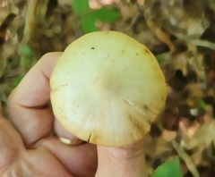 Entoloma strictius