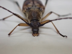 Etorofus obliteratus